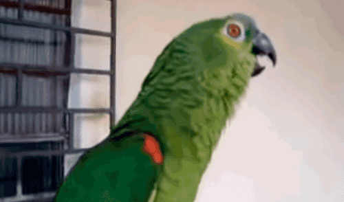 YouTube viral: Loro canta ópera y deja en shock a los amigos de su dueña