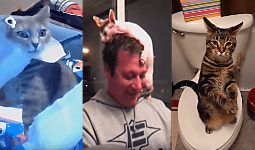 Video viral: conoce a los gatos más raros que están en todo YouTube Video viral: conoce a los gatos más raros que están en todo YouTube