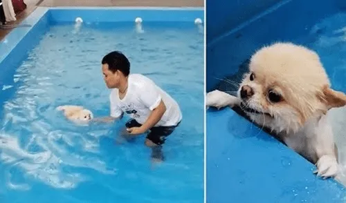 YouTube viral: profesor de natación enseña a nadar a perrito y miles se conmueven [VIDEO]