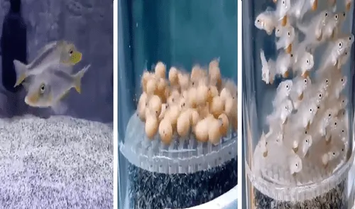 YouTube viral: grabó el proceso de nacimiento de pequeños peces cíclidos durante 21 días [VIDEO] 