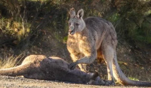 La desgarradora imagen muestra al canguro llorando la muerte de su compañera tras ser atropellada. Foto: Facebook/Pam Rixon/Australian Society for Kangaroos