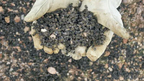 72 millones de abejas mueren repentinamente y causan preocupación mundial