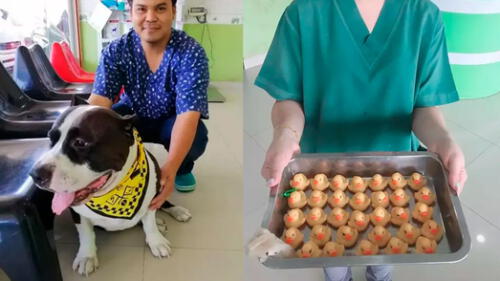 Dentro del estómago del perro habían 32 juguetes y un pedazo de piel de vaca no digerida. Foto: ViralPress