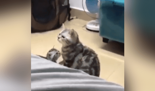 Facebook viral: Gatita se olvida de su cría y queda espantada al verla [VIDEO]