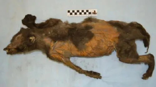 Smoke and flames rise after war planes belonging to the Israeli army carried out airstrikes over Gaza City on August 18, 2020. - A rocket was fired on late August 18 from Gaza towards Israel, the army said, hours after the Jewish state warned Hamas it was risking "war" by failing to stop incendiary balloon attacks. The tensions come amid fuel shortages in the Palestinian enclave caused by an Israeli blockade, which has triggered widespread blackouts. (Photo by MAHMUD HAMS / AFP) Revelan detalles de rinoceronte lanudo hallado dentro de una criatura lanuda de 14.000 años. Foto: Sergei Fedorov.