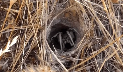 Facebook viral: araña lobo