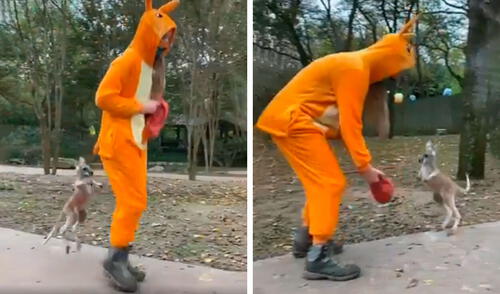 TikTok viral: mujer se coloca un curioso disfraz para enseñar a saltar a un canguro bebé