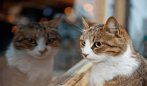 Facebook viral: gato se escapó de casa y su dueño lo encontró en el lugar menos pensado [FOTOS]