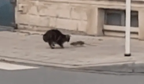Facebook Viral: Gato atacó a una rata karateka y tuvo terrible final
