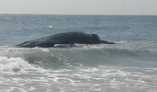 No se le encontraron heridas ni redes.