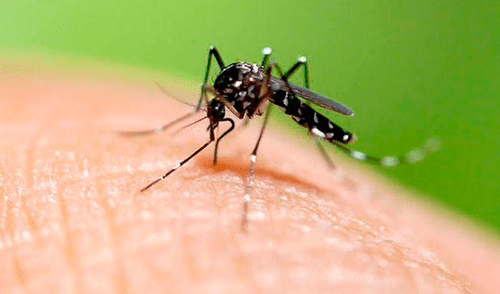 Cajamarca: realizan reuniones para prevenir el dengue en Jaén