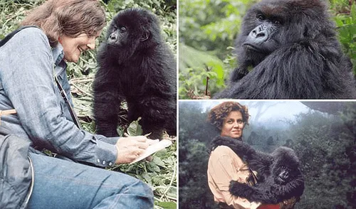 Fallece Poppy, la última de los 'gorilas en la niebla' de Dian Fossey Fallece Poppy, la última de los 'gorilas en la niebla' de Dian Fossey