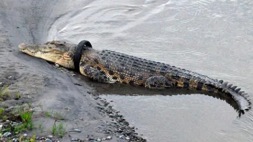 Cocodrilo