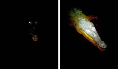 YouTube viral: joven sumerge su mano en un lago de noche y voraz cocodrilo emerge del agua
