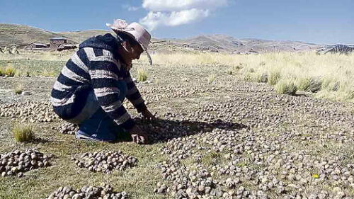La elaboración de chuño consiste es un arduo trabajo que realizan los hombres del campo. Foto: La República La elaboración de chuño consiste es un arduo trabajo que realizan los hombres del campo. Foto: La República