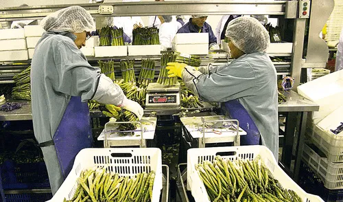 Los espárragos, uva y palta tienen gran demanda en mercados extranjeros. Foto: La República Los espárragos, uva y palta tienen gran demanda en mercados extranjeros. Foto: La República