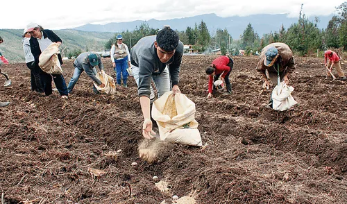 Midagri y el MEF buscan cubrir parte del costo de los fertilizantes adquiridos para la campaña agrícola agosto 2021-julio 2022. Foto: Midagri Midagri y el MEF buscan cubrir parte del costo de los fertilizantes adquiridos para la campaña agrícola agosto 2021-julio 2022. Foto: Midagri