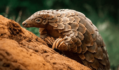 Una investigación apunta a que el pangolín malayo no habría sido la fuente directa del brote del nuevo coronavirus en humanos. Foto: Maverick Gareth