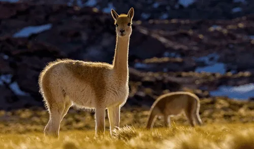 Viñas murieron tras el siniestro. Foto: Archivo La República