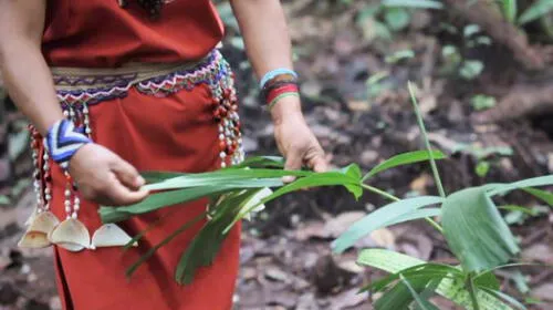 Programa busca reducir la tala ilegal y promover el desarrollo de cadenas con madera de origen legal. Foto: Difusión Programa busca reducir la tala ilegal y promover el desarrollo de cadenas con madera de origen legal. Foto: Difusión