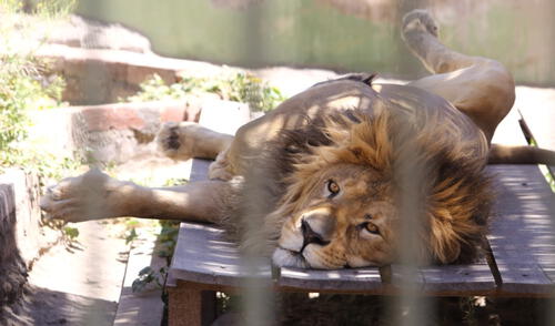 Zoomundo aperturó sus puertas su atención será de lunes a domingo . Foto: Oswald Charca/ La República