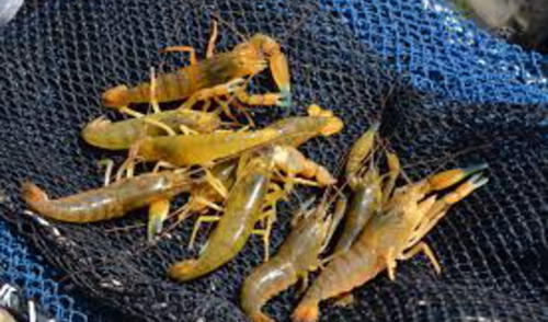 Camarón de río podrá pescarse hasta el 4 de enero de 2022. Foto: Referencial