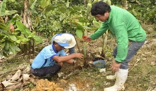 El guano de isla mejora las propiedades químicas y biológicas de los suelos. Foto: Devida