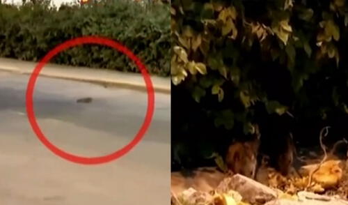 Vecinos piden que se remuevan los arbustos en su totalidad. Foto: captura de Latina Vecinos piden que se remuevan los arbustos en su totalidad. Foto: captura de Latina