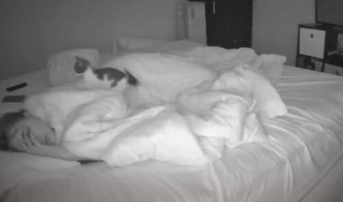 Desliza las imágenes para descubrir la travesura que comete un gato cada vez que ve a su dueña durmiendo en su cama. Foto: captura de TikTok