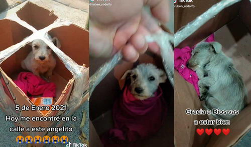 Desliza las imágenes para conocer un poco sobre este pequeño can que fue abandonado en una caja. Foto: captura de TikTok/ruben_rodolfo Desliza las imágenes para conocer un poco sobre este pequeño can que fue abandonado en una caja. Foto: captura de TikTok/ruben_rodolfo