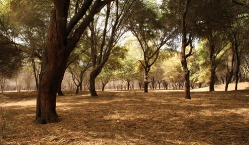 La convocatoria para la búsqueda de os árboles patrimoniales es a nivel nacional. Foto: difusión
