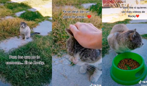 Desliza las imágenes para conocer un poco más sobre el pequeño gatito Rocky. Foto: captura de TikTok/@alephluna