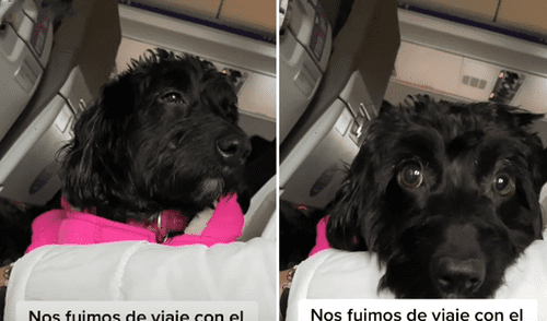 El cachorro abrió los ojos asustado al sentir el movimiento del avión. Foto: captura de TikTok