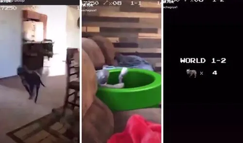 Algunas escenas de esta divertida parodia. Foto: captura de TikTok.