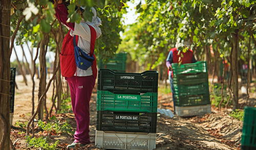 Inscripciones son hasta el 13 de enero. Fuente: Difusión.