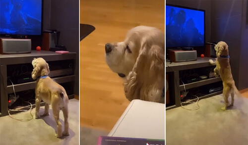 La joven se dio cuenta que su cachorro se 'emocionaba' al ver la película y no dudó en capturar esta tierna escena. Foto: captura de TikTok