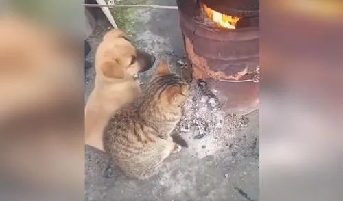 Una muchacha prendió su horno de cilindro para que su gato y perro no sufran por las bajas temperatura. Foto: captura de Facebook Una muchacha prendió su horno de cilindro para que su gato y perro no sufran por las bajas temperatura. Foto: captura de Facebook