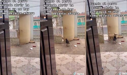 Para sorpresa de miles de usuarios, el animal pudo abrir la puerta de su casa sin ningún problema. Foto: captura de TikTok/@ronalri Para sorpresa de miles de usuarios, el animal pudo abrir la puerta de su casa sin ningún problema. Foto: captura de TikTok/@ronalri