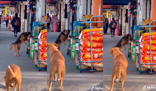 El can callejero fue captado robando un poco de comida y la tierna escena se hizo viral. Foto: captura de TikTok/@manechavez4 El can callejero fue captado robando un poco de comida y la tierna escena se hizo viral. Foto: captura de TikTok/@manechavez4
