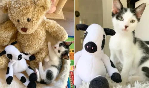 El pequeño Bo no se quiso volver a separar del muñeco y lo cargaba a todos lados. Foto: @kellyfosterkittens / Instagram El pequeño Bo no se quiso volver a separar del muñeco y lo cargaba a todos lados. Foto: @kellyfosterkittens / Instagram