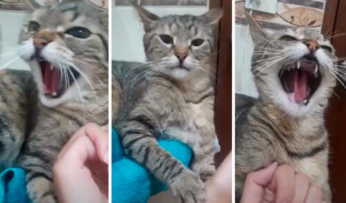 Un gato realizó un fuerte bufido ante la insistencia de su duela y ella lo comparó con el sonido de un feroz felino. Foto: captura de TikTok