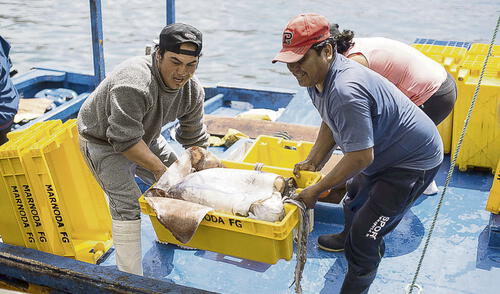 Principales productos. Precios de la concha de abanico y langostinos se redujeron hasta en 50% en el 2020, los cuales están en proceso de recuperación. Foto: Andina