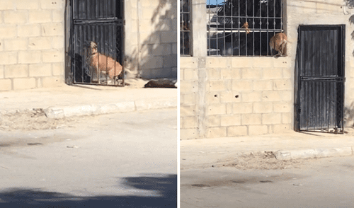 El cachorro se las ingenió para regresar al casa de su dueño sin hacer bulla. Foto: captura de TikTok.