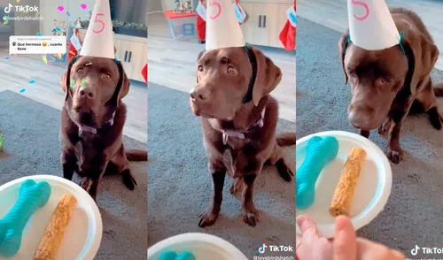 La dueña de esta perrita labrador no dudó en celebrar el cumpleaños de su engreída de una curiosa forma que dejó fascinados a miles. Foto: captura de @lovebirdshatch/TikTok