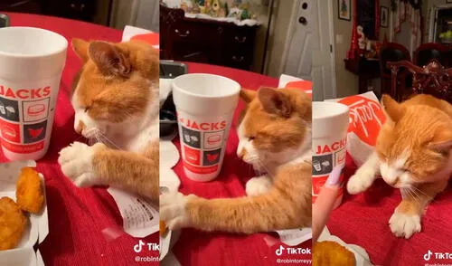 El travieso minino quiso salirse con la suya, pero fue descubierto con las ‘garras en la masa’. Foto: captura de TikTok/@robintorreyy El travieso minino quiso salirse con la suya, pero fue descubierto con las ‘garras en la masa’. Foto: captura de TikTok/@robintorreyy