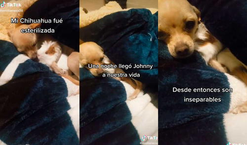 La cachorra se ha vuelto inseparable del pequeño cuy y fueron captados por su dueña en una tierna escena. Foto: captura de TikTok/@emiliameza28 La cachorra se ha vuelto inseparable del pequeño cuy y fueron captados por su dueña en una tierna escena. Foto: captura de TikTok/@emiliameza28
