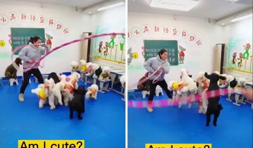 Tras mucha práctica, así dominaron la cuerda estos perritos. Foto: captura de @petdog07/TikTok