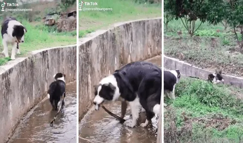 El padre no lo abandonó al cachorro e hizo denodados esfuerzos por sacarlo del lugar. Foto: captura de TikTok