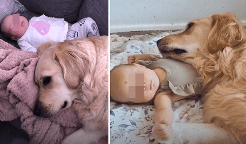 Miles de usuarios tildaron al golden retriever como el "mejor niñero". Foto: captura de Facebook.