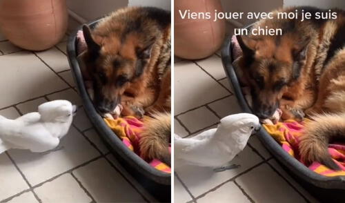 El perro no se inmuta ante el llamado de su compañera. Foto: captura de TikTok / @avocatfun El perro no se inmuta ante el llamado de su compañera. Foto: captura de TikTok / @avocatfun